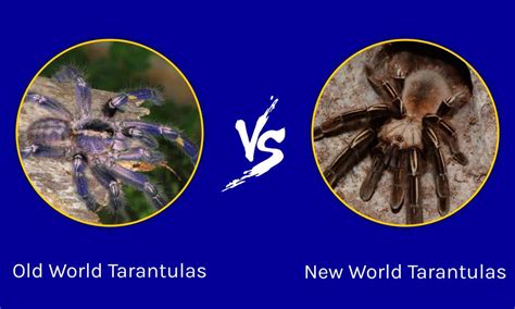 tarantula traduction